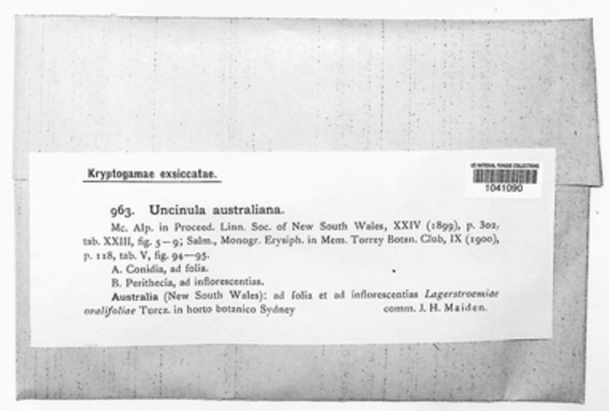 Erysiphe australiana image